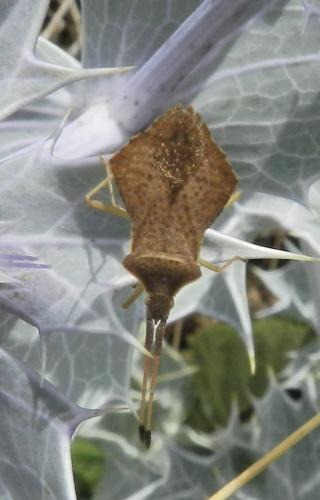 Réf. 269 051 : Syromastus rhombeus